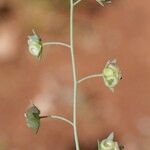 Omphalodes linifolia Övriga