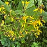 Senecio hercynicus Fleur