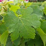 Vitis viniferaLeaf