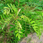 Amorpha fruticosa برگ