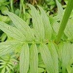 Valeriana officinalis Leaf