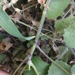 Spananthe paniculata 樹皮