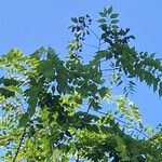 Celtis occidentalis Leaf