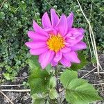 Dahlia tenuicaulis 花