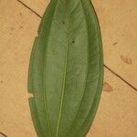 Smilax siphilitica 葉
