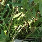 Lactuca viminea Feuille