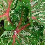 Caladium humboldtii Leaf