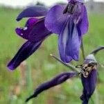 Gladiolus atroviolaceus List