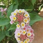 Lantana × aculeata 花