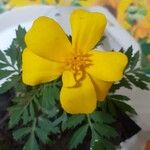 Tagetes patula Bloem