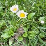 Bellis perennisFloare