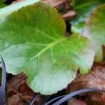 Bergenia crassifolia 葉