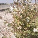 Salvia spinosa Hábito