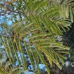 Colvillea racemosa Leaf