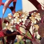 Photinia serrulata Flor