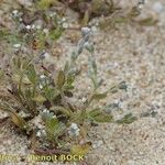 Myosotis pusilla Hábito