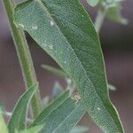 Salvia canariensis Leaf