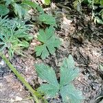 Ranunculus serpens Leaf