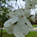 Cornus floridaÕis