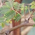 Vachellia nilotica Folha