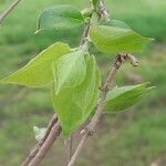 Lonicera maackii Blad