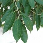 Ficus cordata Hoja