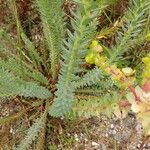 Euphorbia paralias Folha