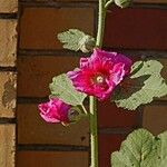 Alcea rosea ഇല