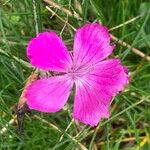 Dianthus carthusianorumFlower