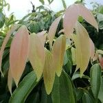 Cinnamomum burmanni 葉