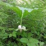 Trillium cernuum Staniste