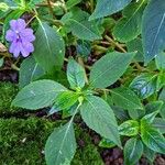 Impatiens flaccida Yaprak