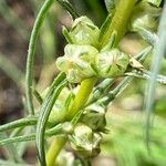 Salsola soda Fruto