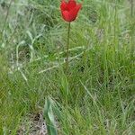 Tulipa planifolia Habitus