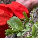 Salix laggeri Feuille