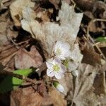 Claytonia caroliniana 花