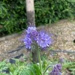 Phacelia tanacetifoliaКветка