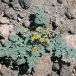 Lomatium martindalei ᱛᱟᱦᱮᱸ