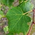 Tilia mongolica Leaf