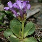 Primula daonensis Συνήθη χαρακτηριστικά