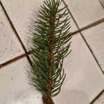 Picea abiesLeaf