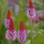 Primula vialii Fiore