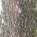 Diospyros kaki Bark