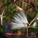 Lactuca muralis Vrucht