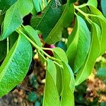 Prunus ilicifolia ഇല