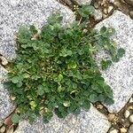 Trifolium repens Folha