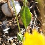 Crepis micrantha পাতা