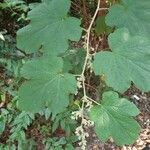 Rubus setchuenensis