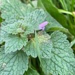 Lamium purpureum Levél