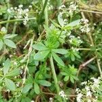 Galium mollugo 葉